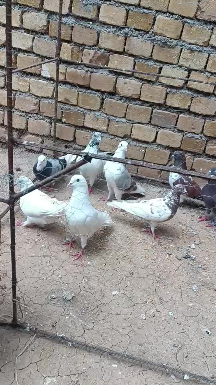 کفتر|پرنده|نورآباد, |دیوار
