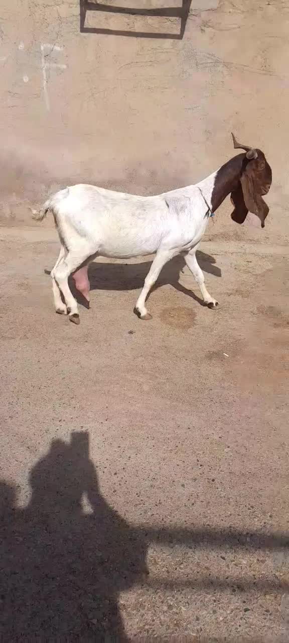 دو بز دو بیگ|حیوانات مزرعه|شوشتر, |دیوار
