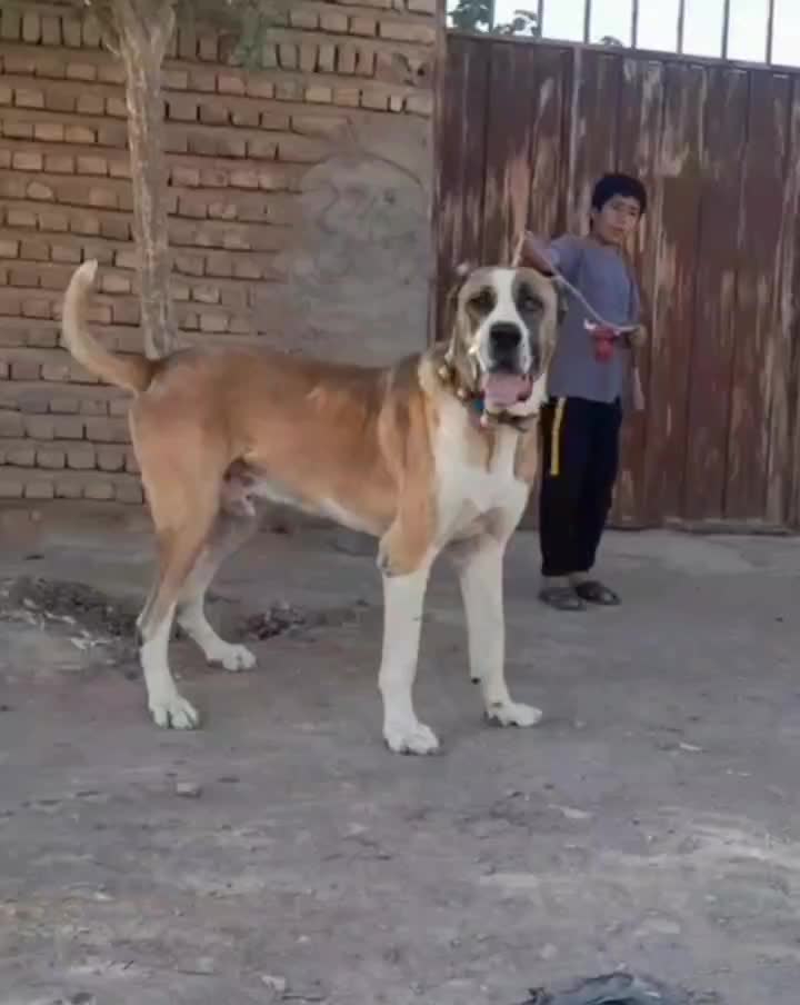 سگ خراسانی نر نسل پلنگ پورحاتم|سگ|ماهدشت, |دیوار