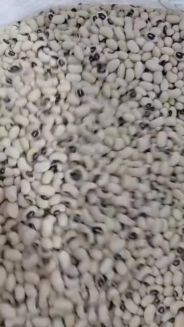 لوبیا چشم بلبلی بوجاری ش برداشت امسال باپخت عالی|خوردنی و آشامیدنی|دهلران, |دیوار