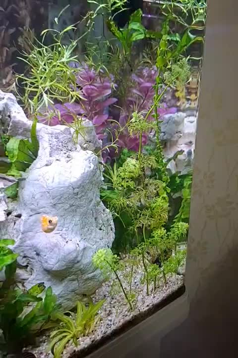 اکواریوم دلسا K500 همراه پایه|ماهی|سنندج, |دیوار