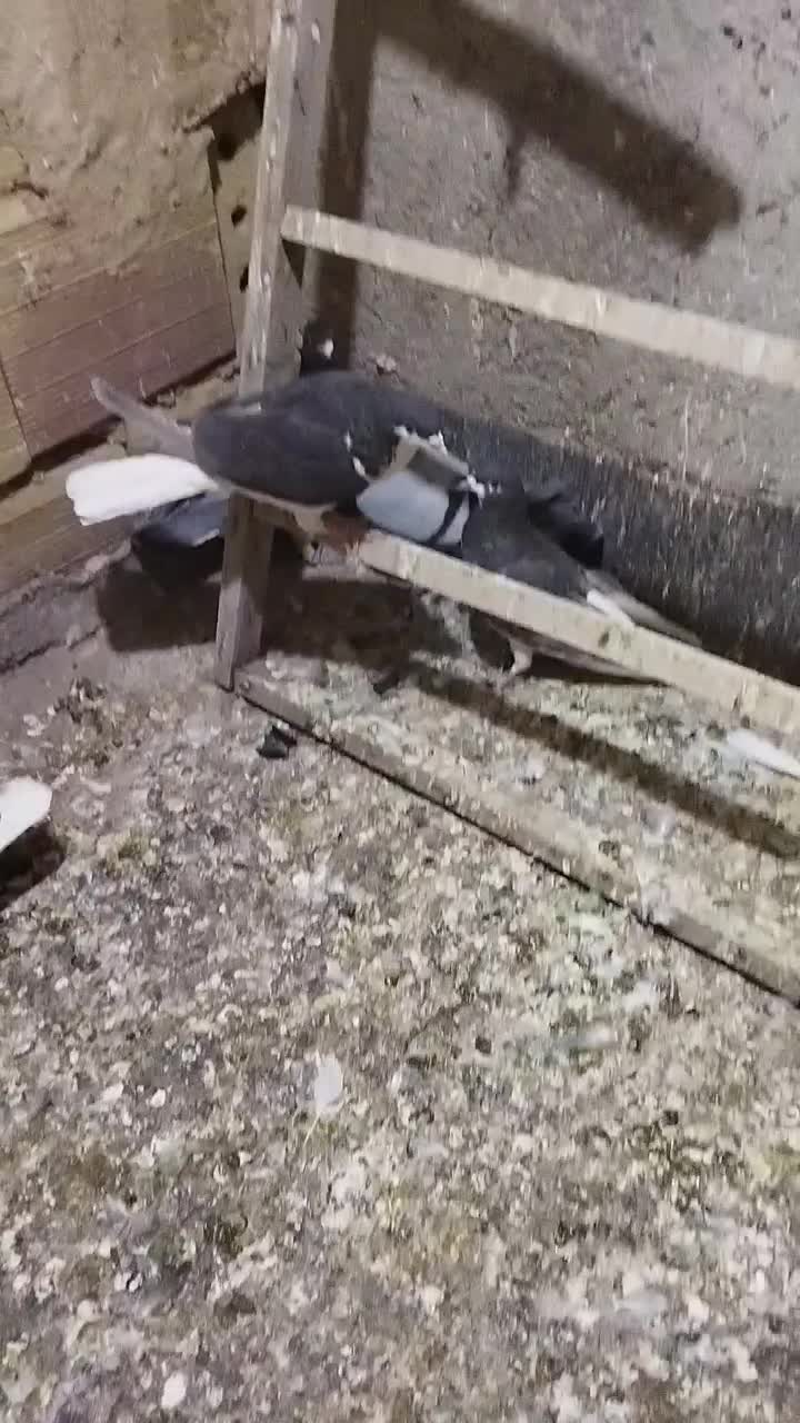 حیوون پرشی|پرنده|نیشابور, شهید بهشتی|دیوار