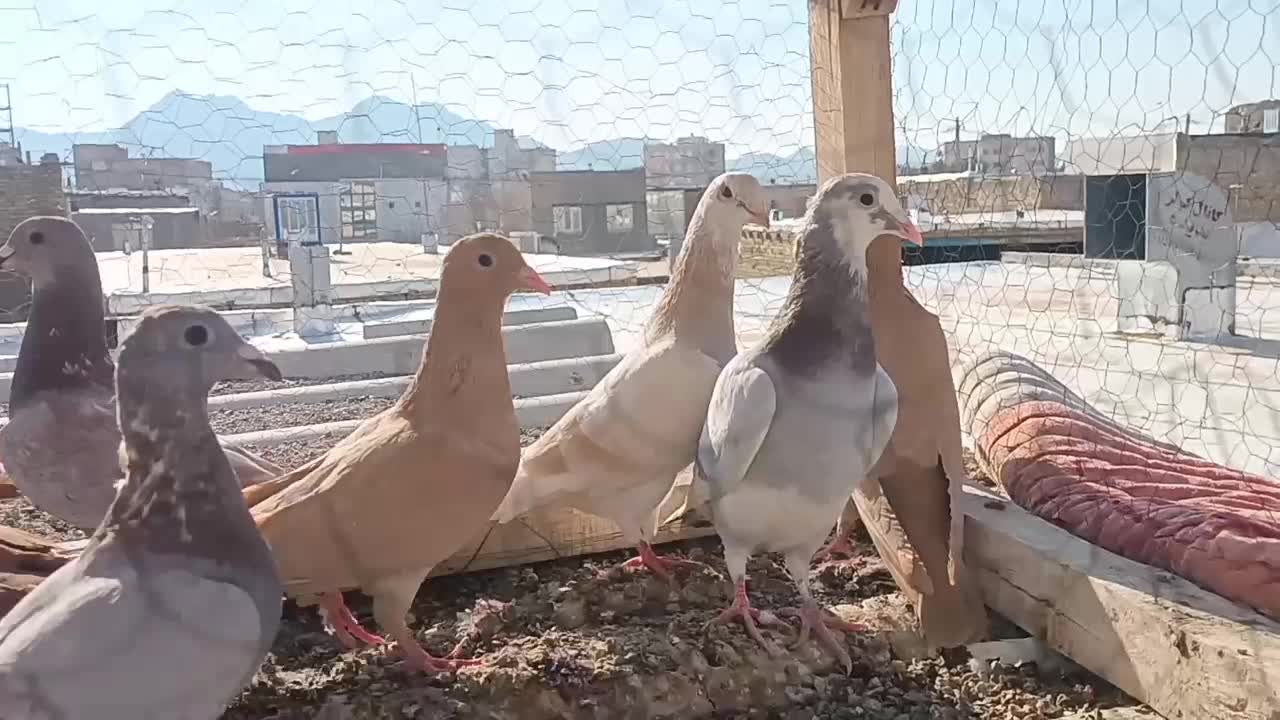 اوقون ترک زرد کرمونی وسرخ و زرده کرمونی|پرنده|تربتحیدریه, ۴۵ متری|دیوار