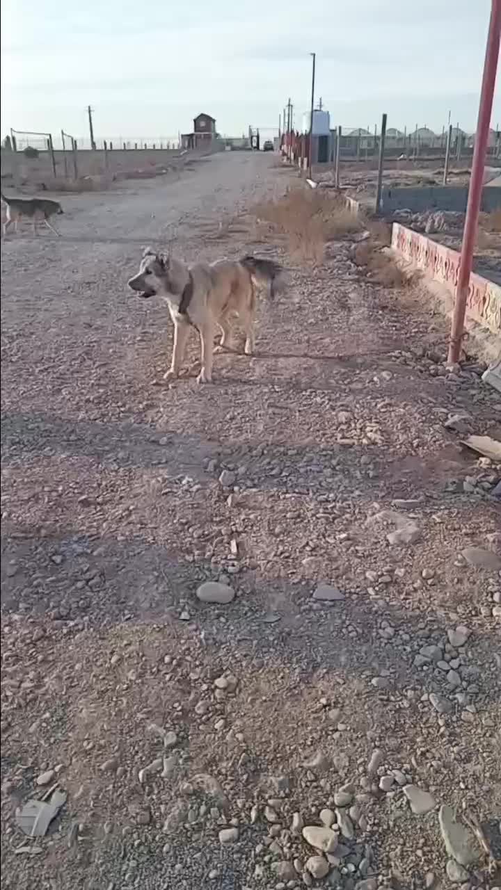 واگذاری سگ|سگ|تهران, مشیریه|دیوار