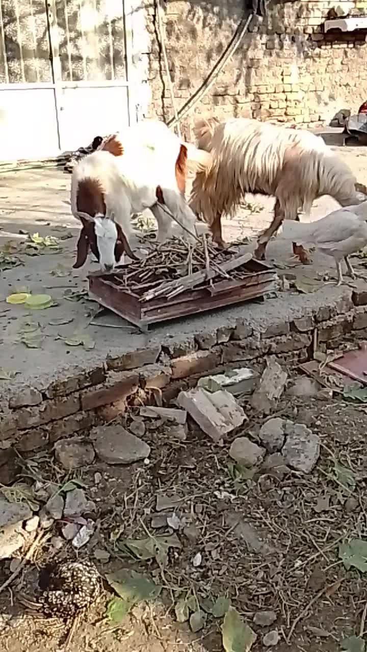 بزغاله نروماده چاق برای کشتن عالی|حیوانات مزرعه|سرخنکلاته, |دیوار