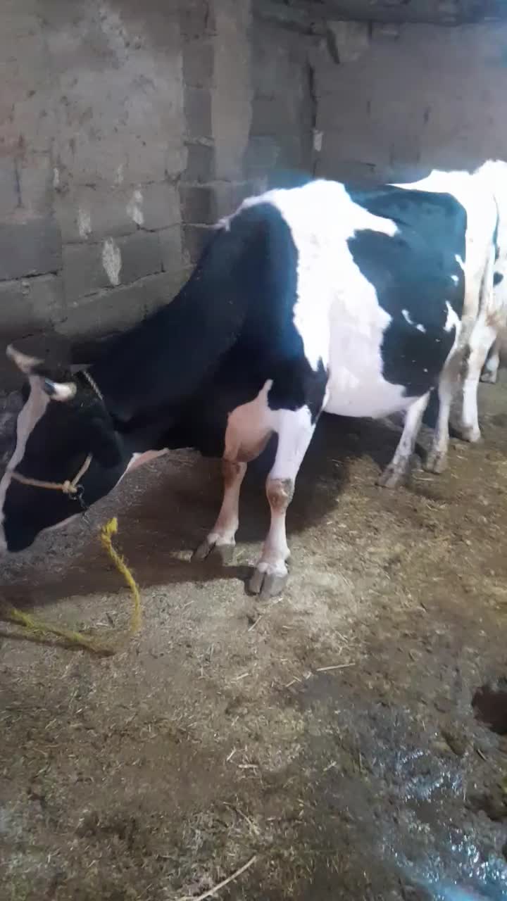 گاو ابستن و نوبر|حیوانات مزرعه|بلبان آباد, |دیوار