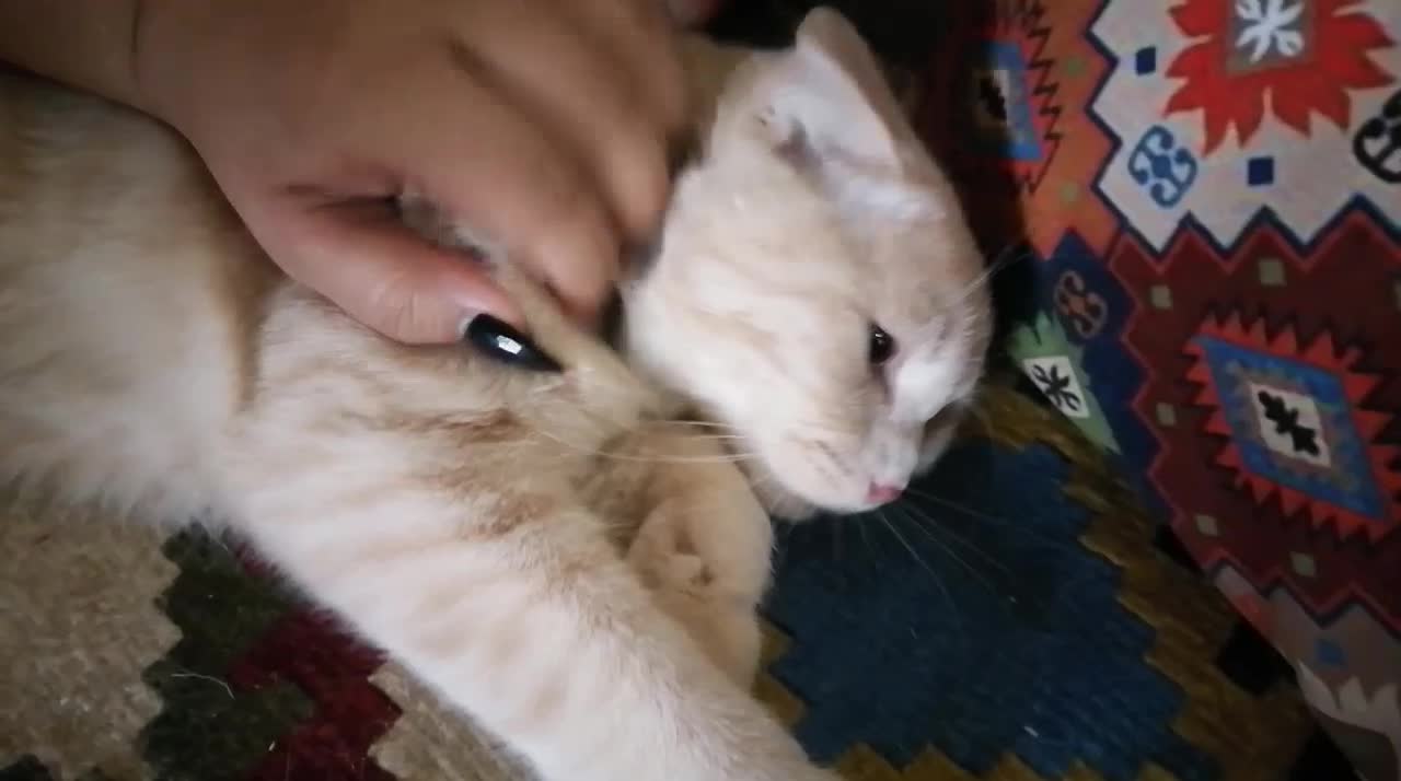 بچه گربه اسکاتیش فولد|گربه|شیراز, هفت تنان|دیوار