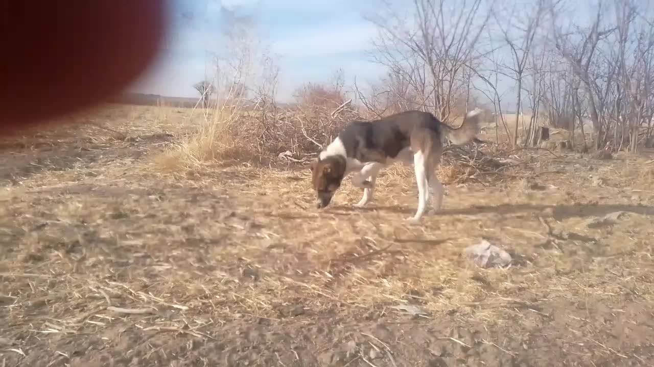 واگذاری سگ خراسانی|سگ|آبکوه, |دیوار