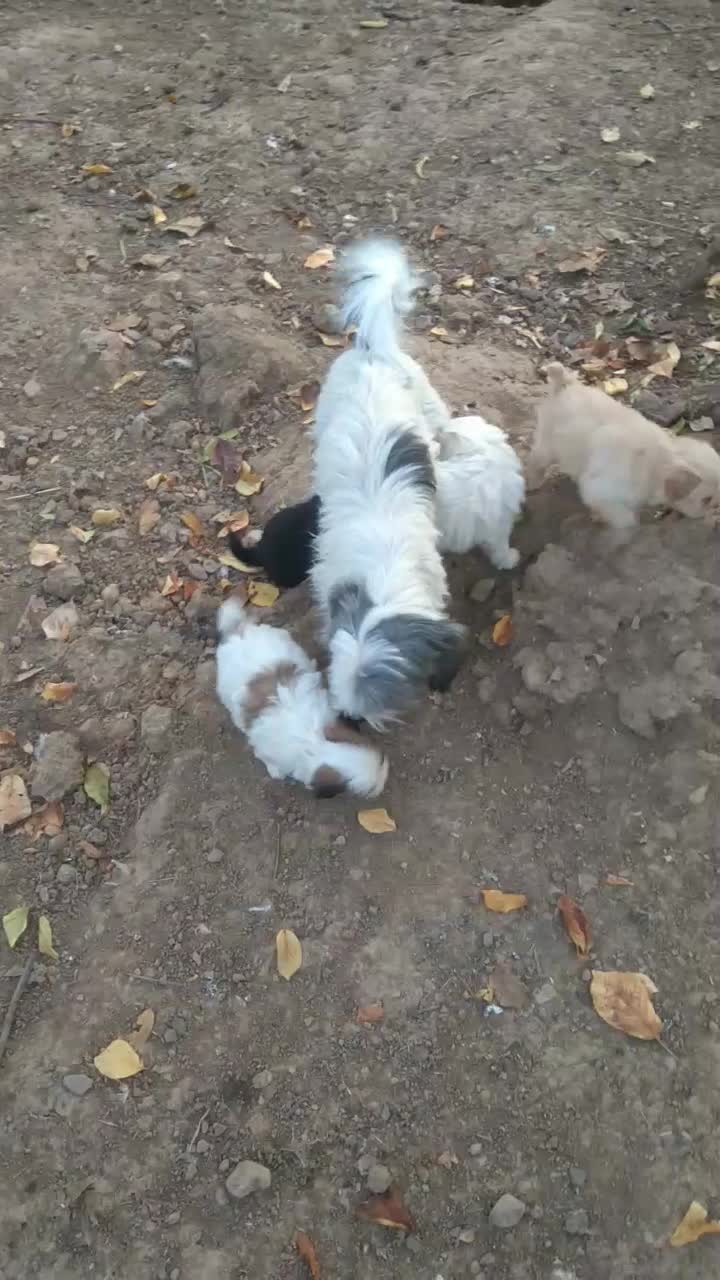 سگ شینزو|سگ|مرند, |دیوار