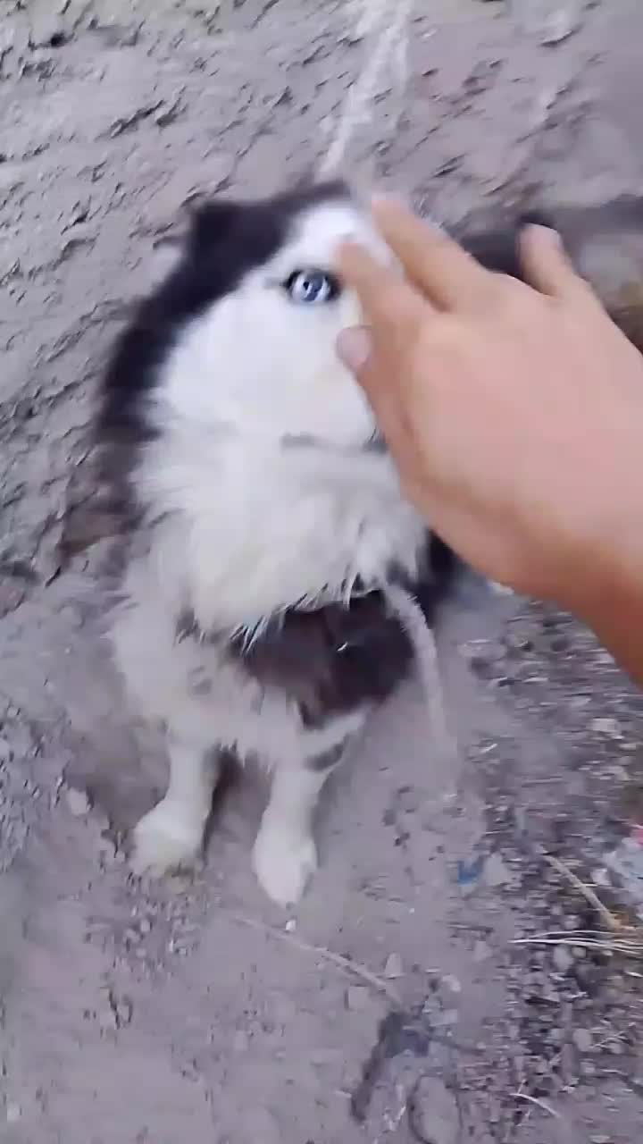 هاسکی|سگ|بناب, |دیوار