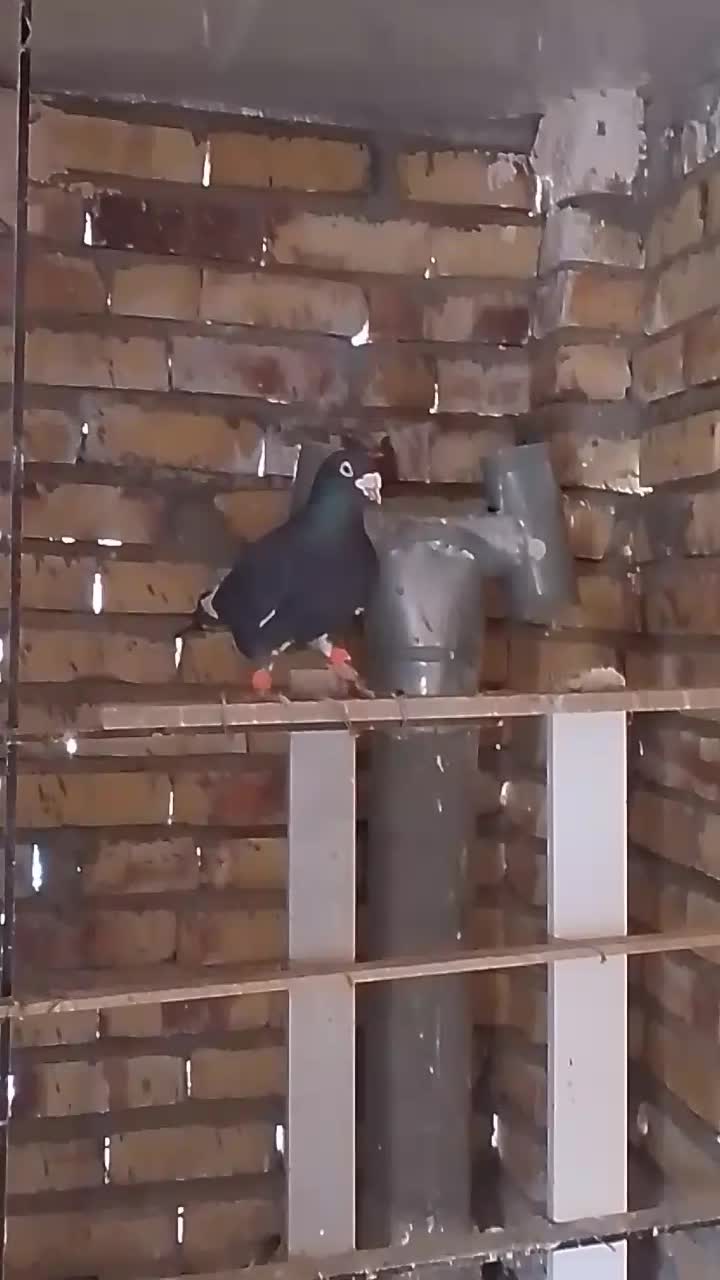 کفتر|پرنده|تایباد, |دیوار