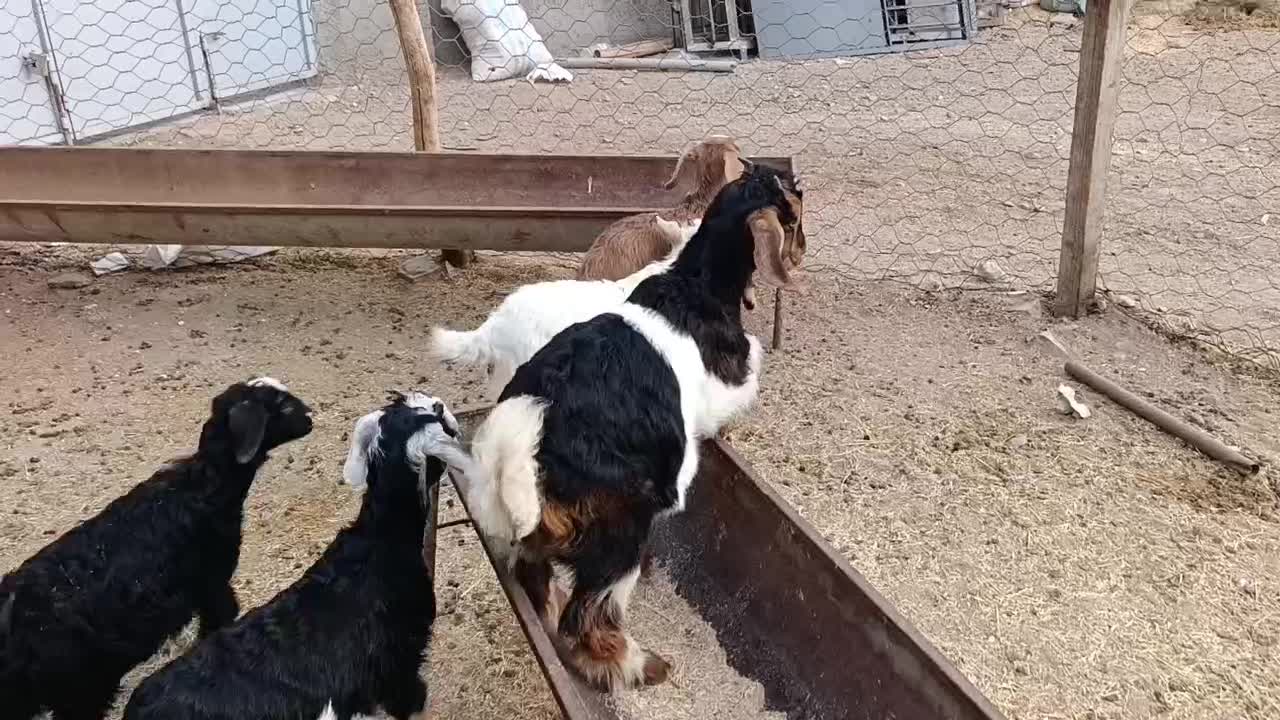 5راس بزغاله نژاد دار برای نگهداری|حیوانات مزرعه|کرج, فاز ۲ مهرشهر|دیوار