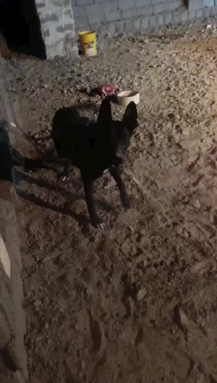 سگ اصیل نگهبانی(میکس گریدین و دوبرمن)|سگ|سیرجان, |دیوار