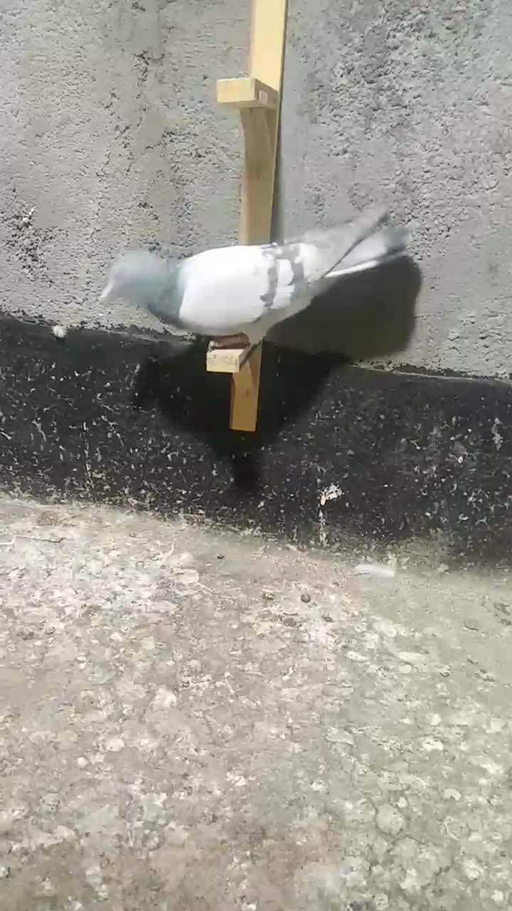 ساده، طوقی،زرد کرمونی، سار.|پرنده|مشهد, شهید قربانی|دیوار