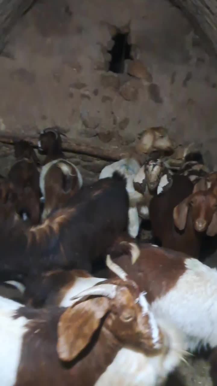 فروش بز|حیوانات مزرعه|قیدار, |دیوار