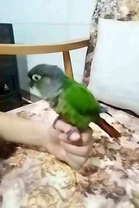 طوطی گرینچیک نر|پرنده|تهران, خلیج فارس|دیوار