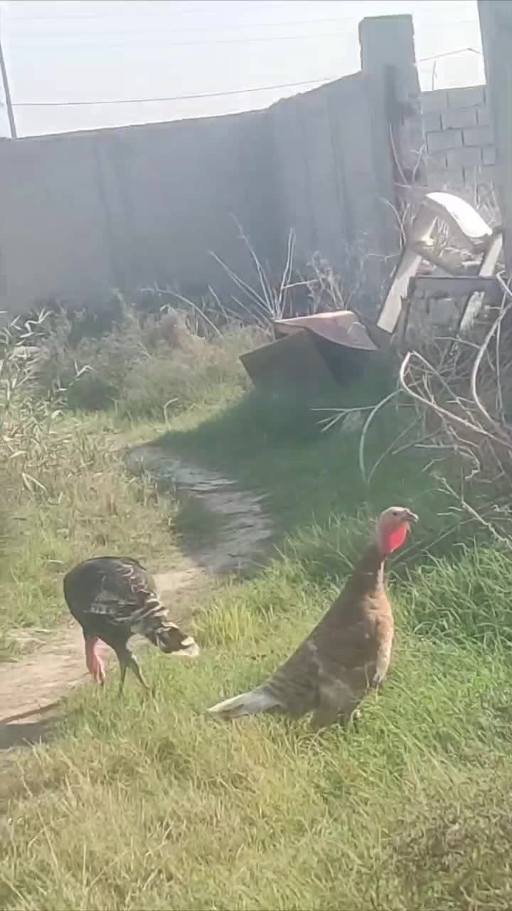 بوقلمون و غاز|حیوانات مزرعه|گرگان, |دیوار