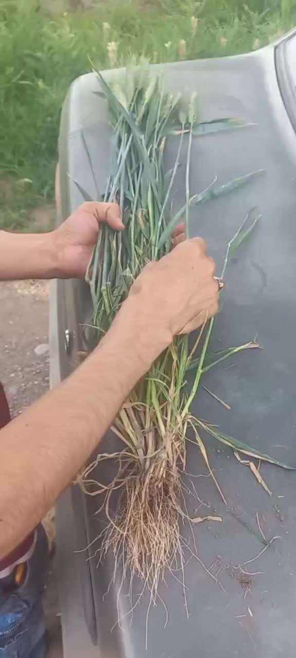 بذرگندم هیبرید اوکراینی|گل و گیاه طبیعی|شیراز, تحویلی|دیوار