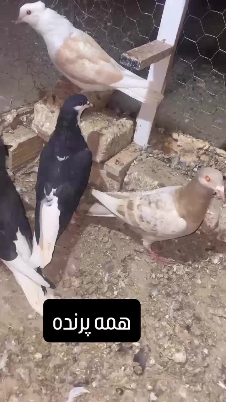 کبوتر پرنده شصتی پشدار پولکی|پرنده|دشتابی, |دیوار