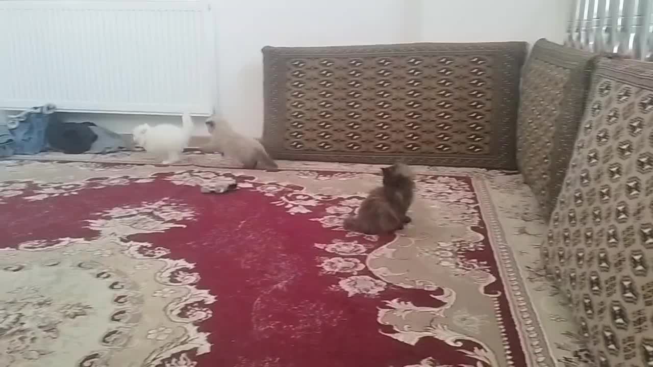 گربه اصیل اسکاتیش بریتیش|گربه|طرقبه, |دیوار