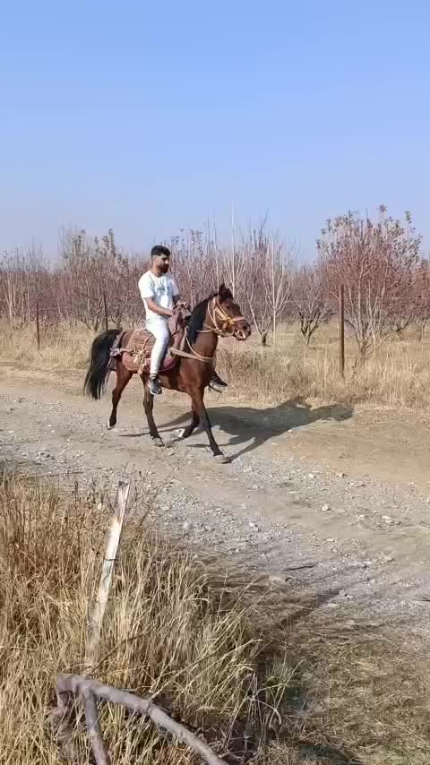 پنجاه عدد اسب  قیمت از ۱۶ تومن تا ۳۰ تومان|اسب و تجهیزات اسب‌سواری|ارومیه, |دیوار