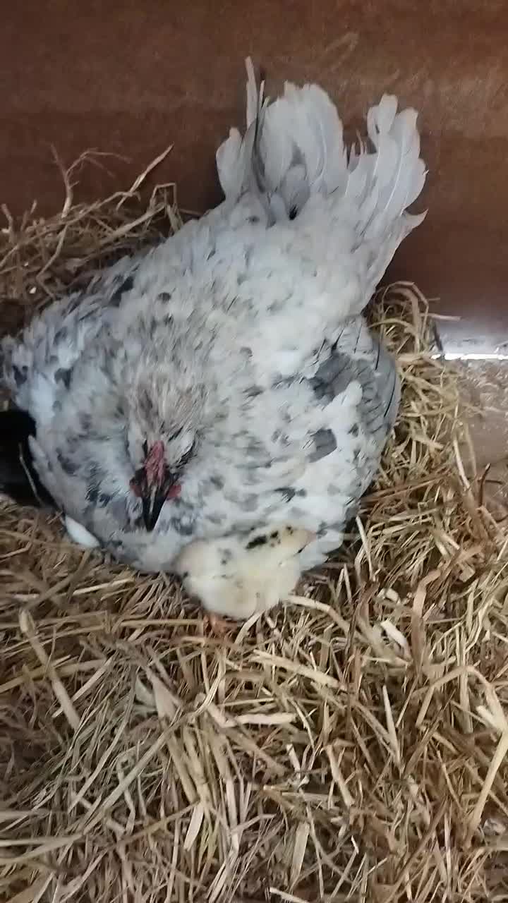 تخم مرغ نطفه دار گلین لری|حیوانات مزرعه|قم, نیروگاه|دیوار