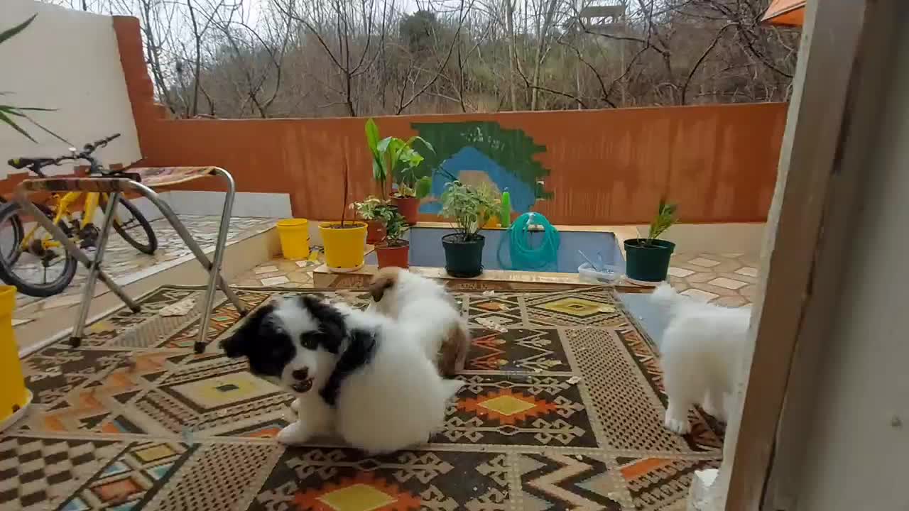 سگ  توله|سگ|ساری, |دیوار