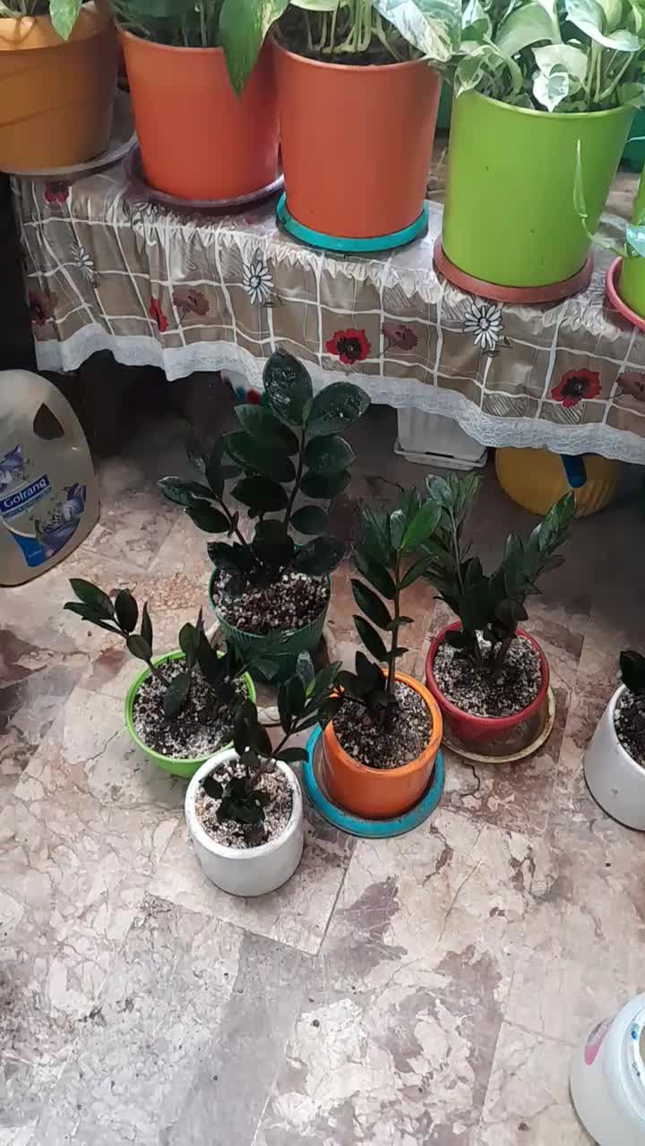 زامفولیا|گل و گیاه طبیعی|کرمانشاه, |دیوار