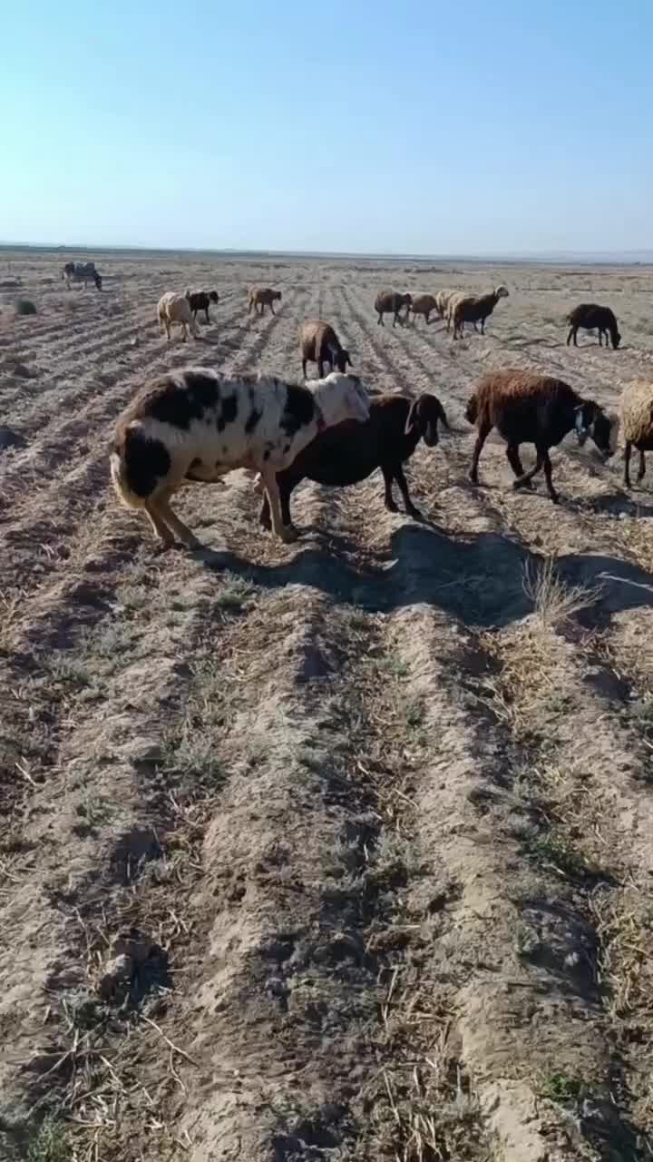 قوچ بروجردی|حیوانات مزرعه|رشتخوار, |دیوار