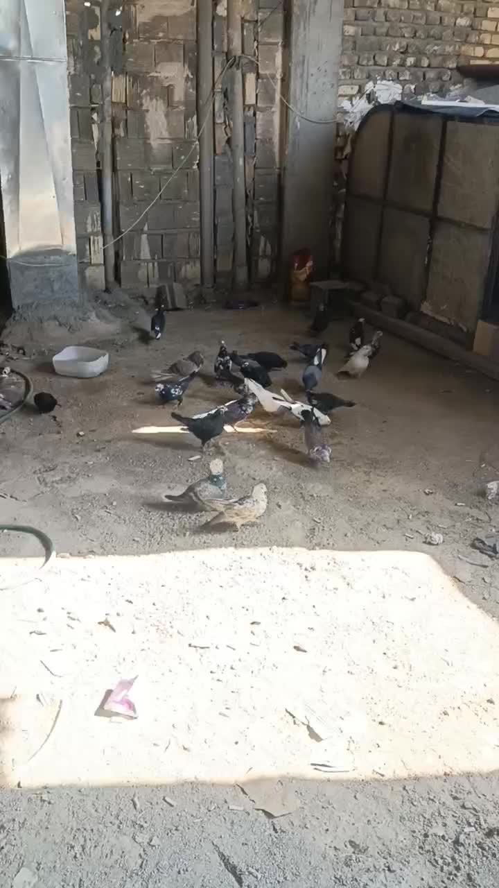 کفتر یا همون کبوتر|پرنده|خمینیشهر, |دیوار