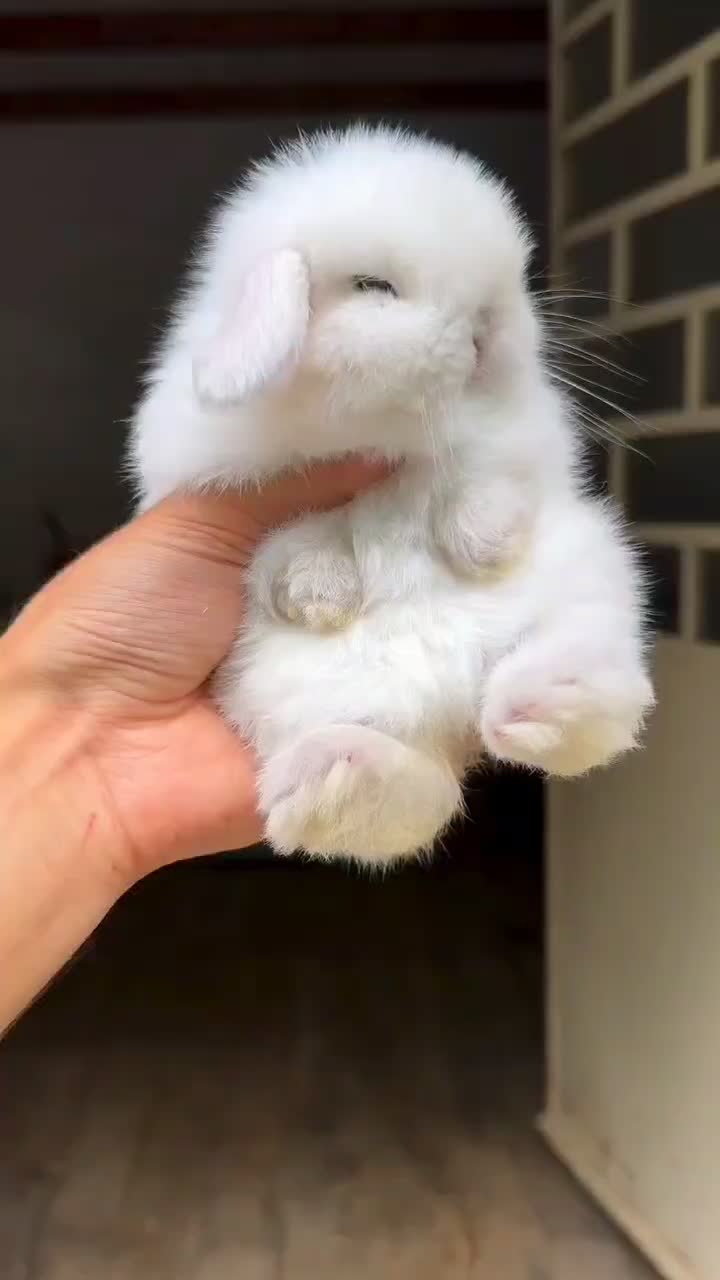 خرگوش خرسی خارجی کمیاب|موش و خرگوش|دزفول, |دیوار