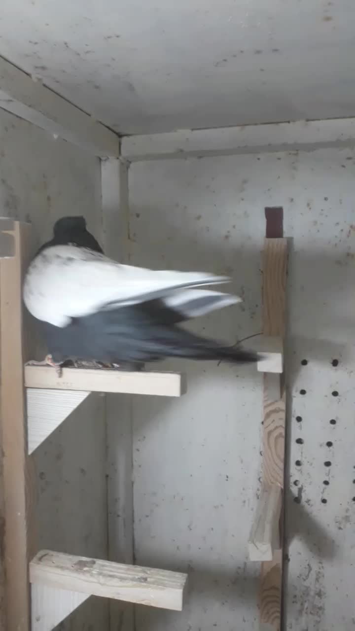 کبوتر سینه سیاه دوکت شیر|پرنده|صدرا-فارس, فاز ۲|دیوار