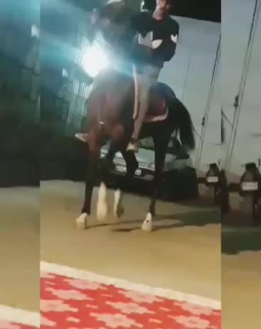 فروش چند راس اسب|اسب و تجهیزات اسبسواری|شهرکرد, |دیوار