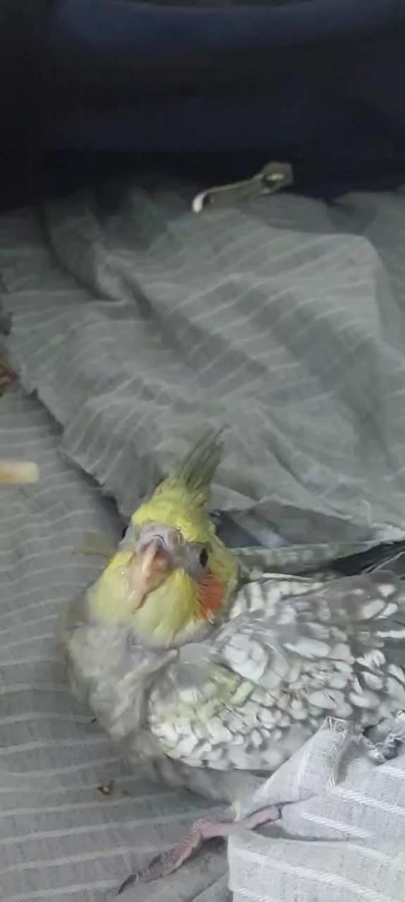 جوجه عروس هلندی|پرنده|ملارد, |دیوار