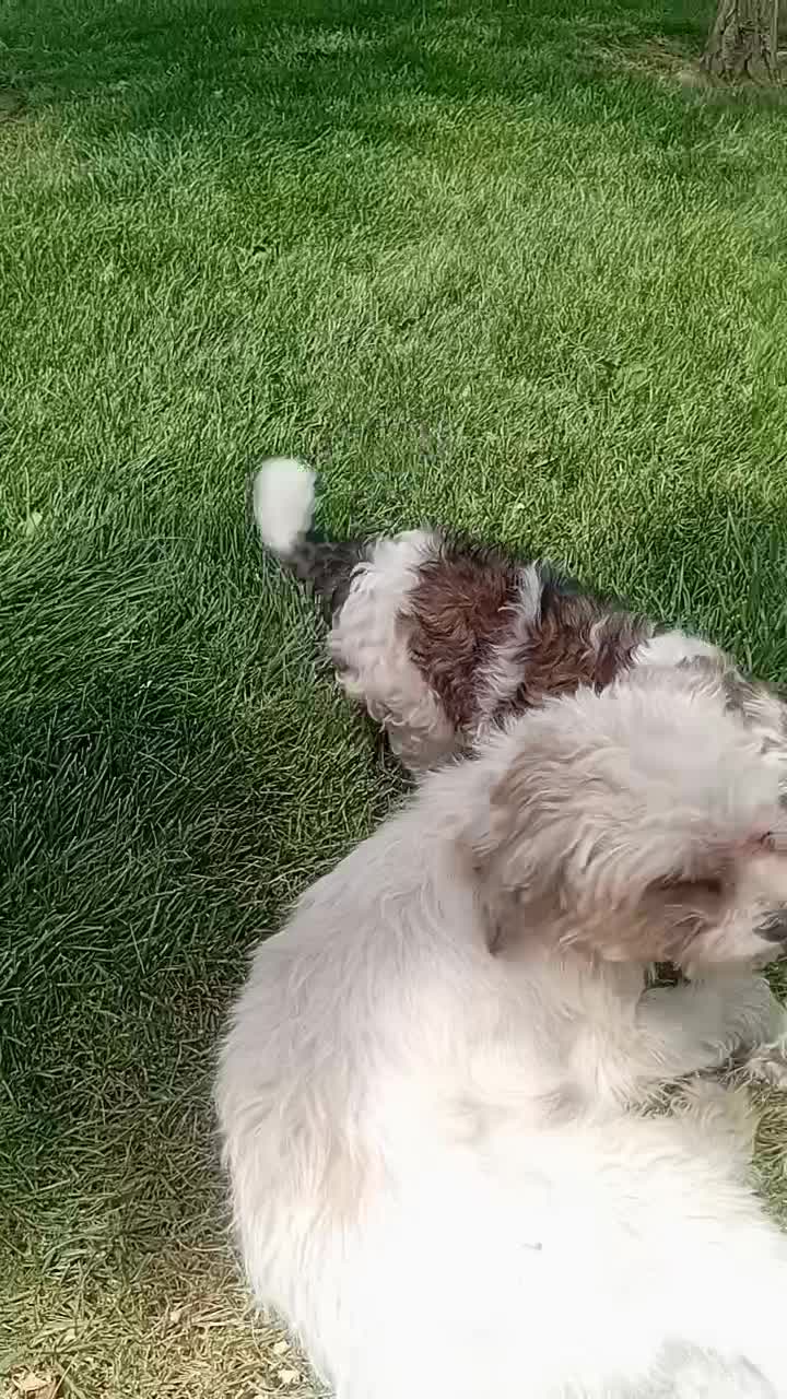 سگ شیتزو تریر|سگ|مشهد, وکیل‌آباد|دیوار