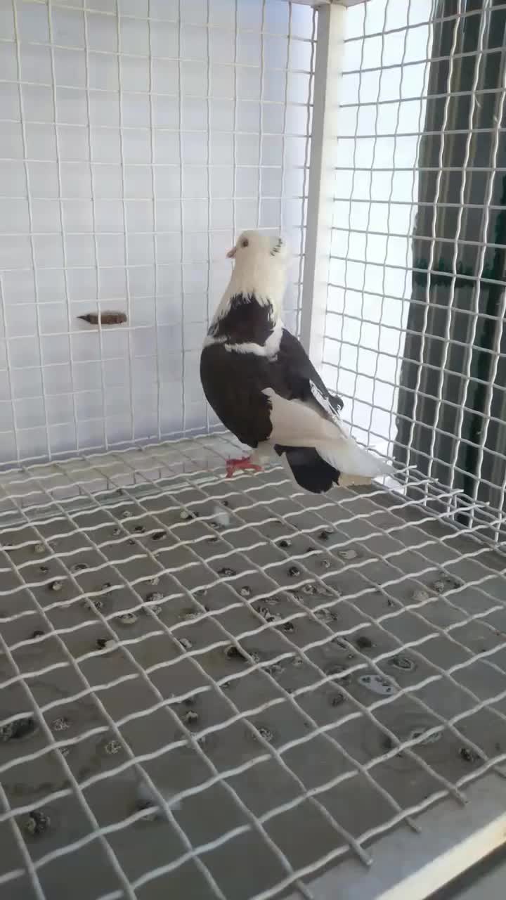 کفتر هما شازده|پرنده|تهران, توحید|دیوار