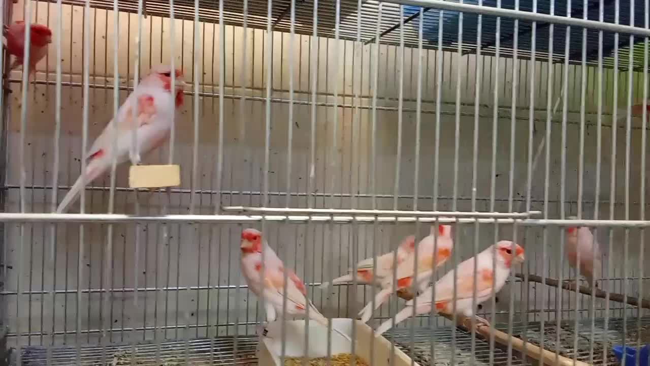 فروش انواع قناری نرهای مست مست|پرنده|بندر ماهشهر, |دیوار