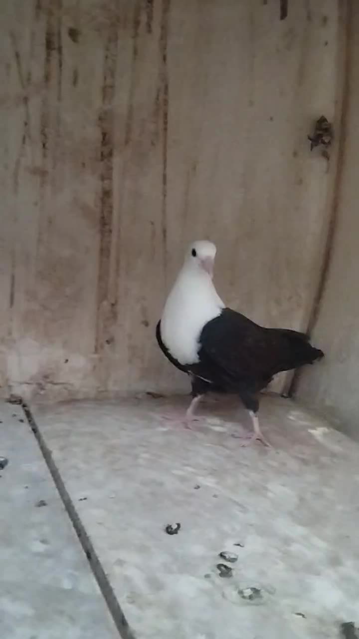 جوجه کربلایی|پرنده|بوئین زهرا, |دیوار