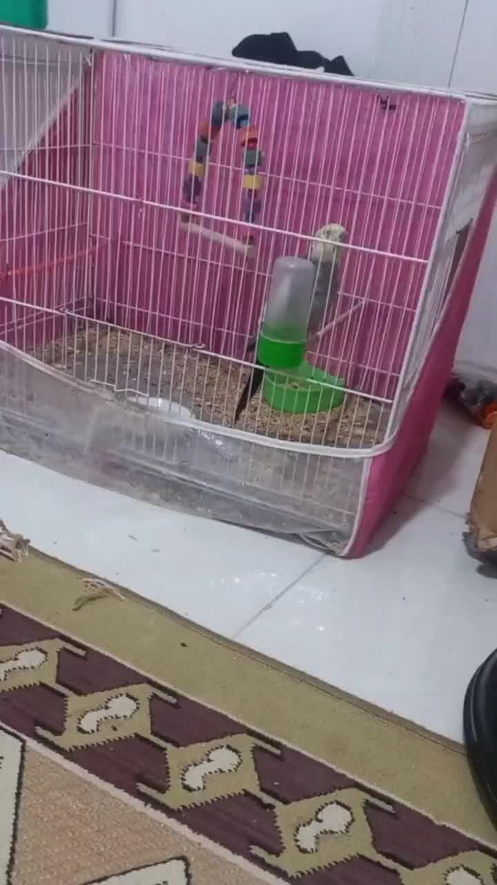 عروس هلندی معاوظه|پرنده|بردسکن, |دیوار