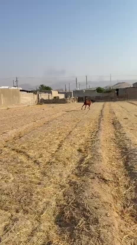 فروش اسب|اسب و تجهیزات اسب‌سواری|امیدیه, |دیوار