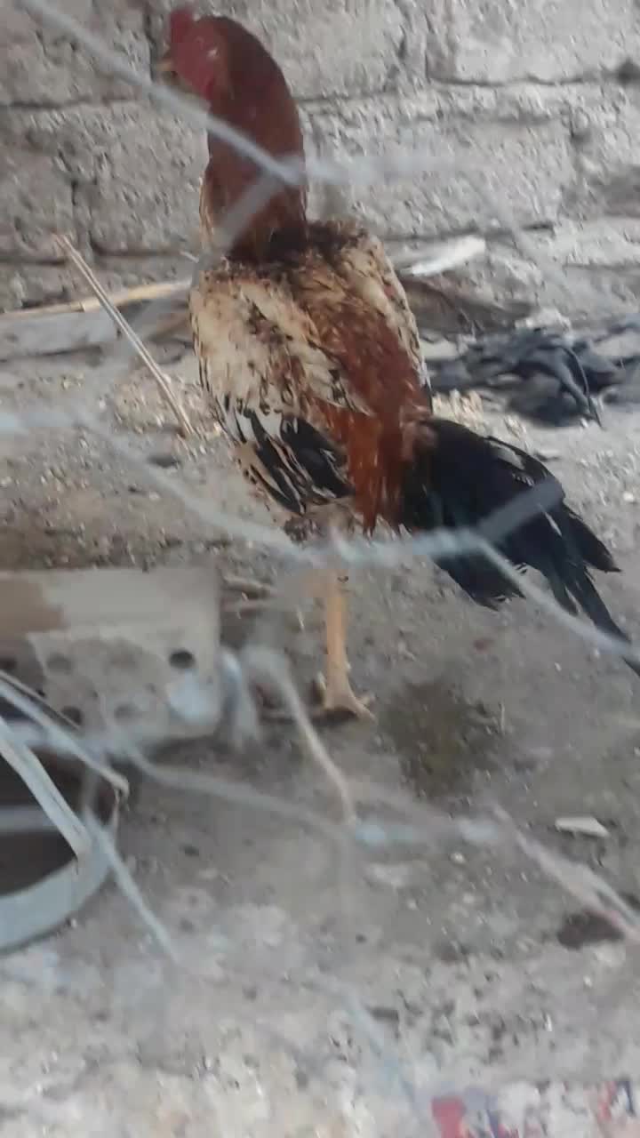 خروس نسل دار مغاوضه|حیوانات مزرعه|ایرانشهر, |دیوار