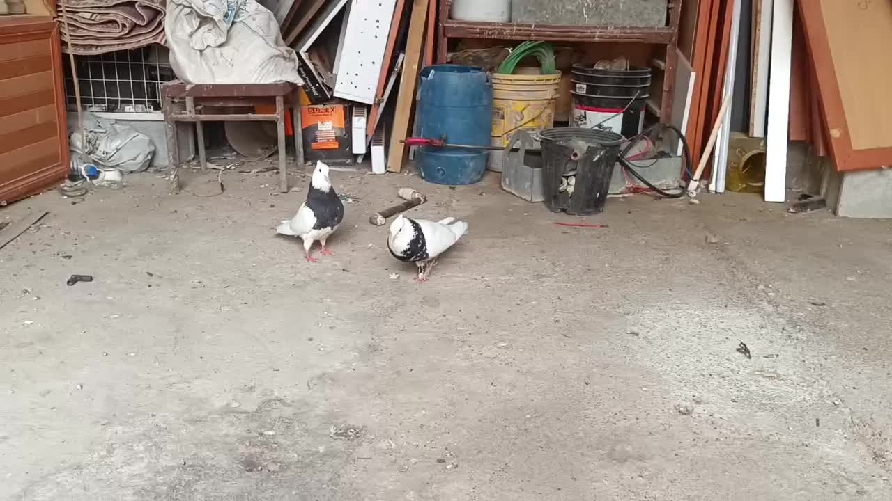 توقی زرین الماس|پرنده|رامشیر, |دیوار