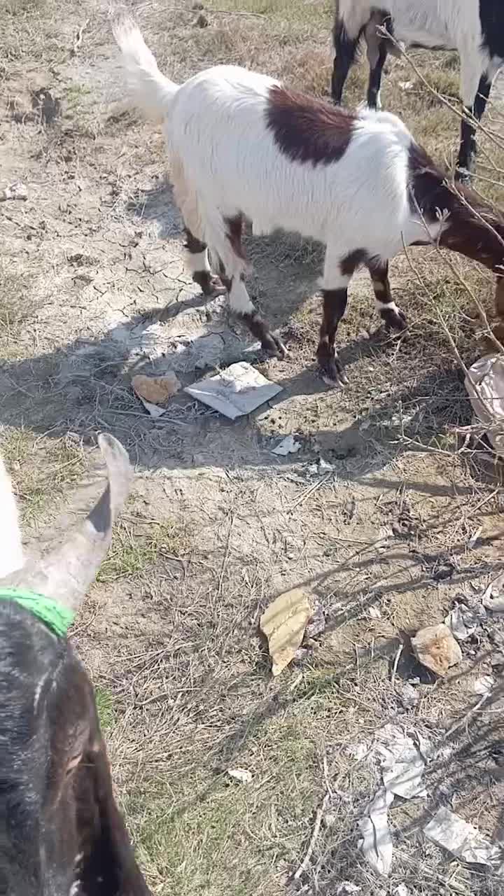 فروش بز|حیوانات مزرعه|شادگان, |دیوار