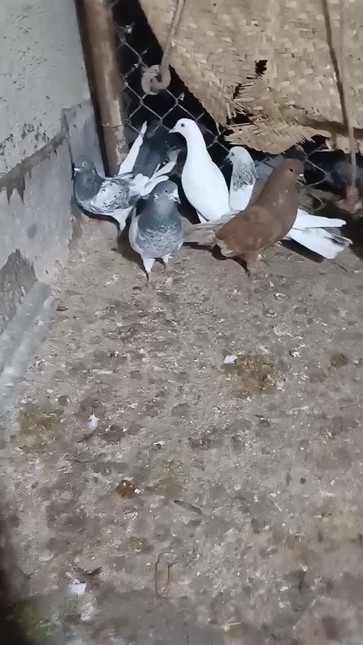 کفتر رنگی با پلاکی|پرنده|بندر ماهشهر, |دیوار