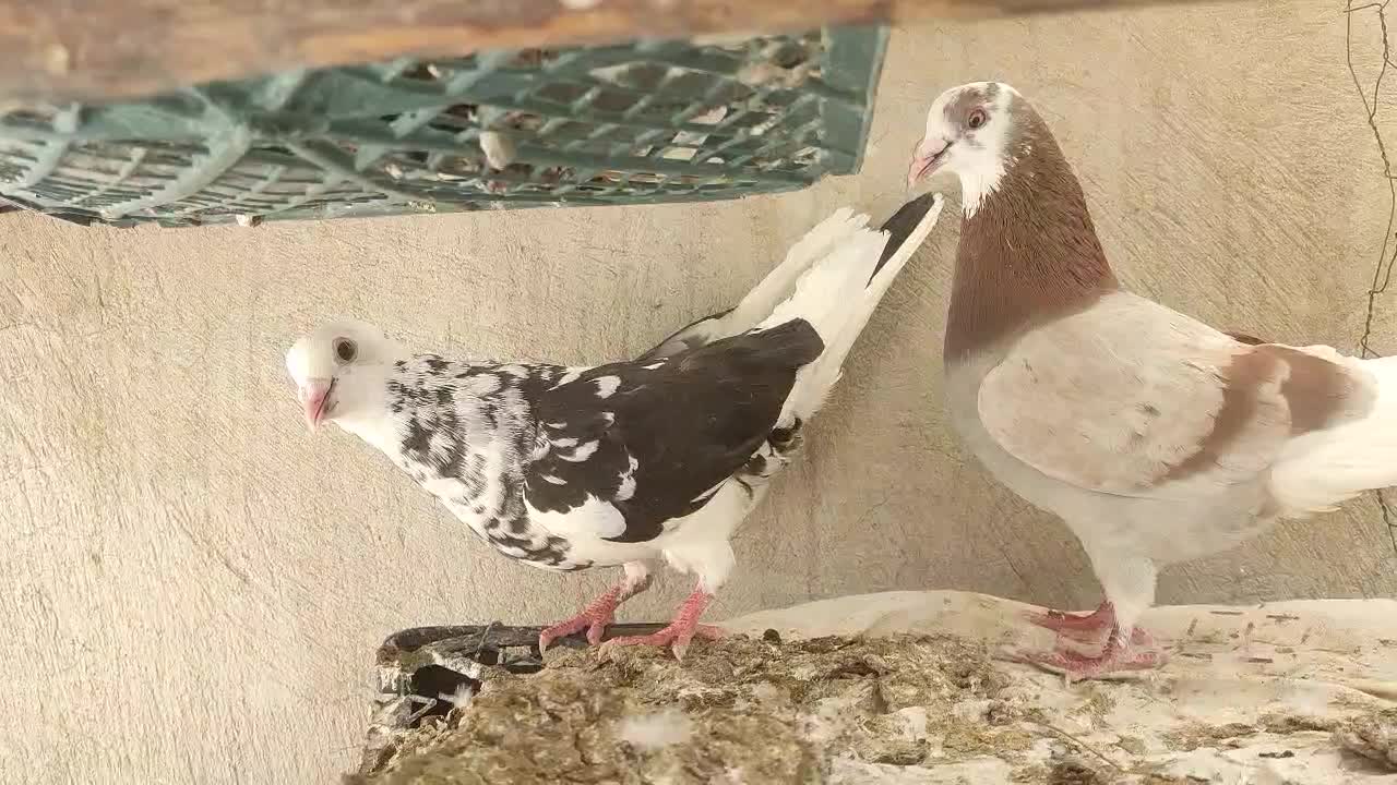 کبوتر|پرنده|یاسوج, |دیوار
