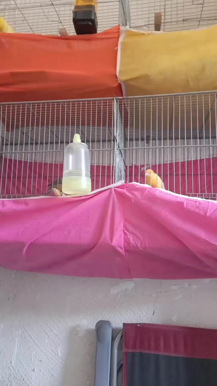 قناری پرتقالی نروماده|پرنده|پاکدشت, پاکدشت (مامازند)|دیوار