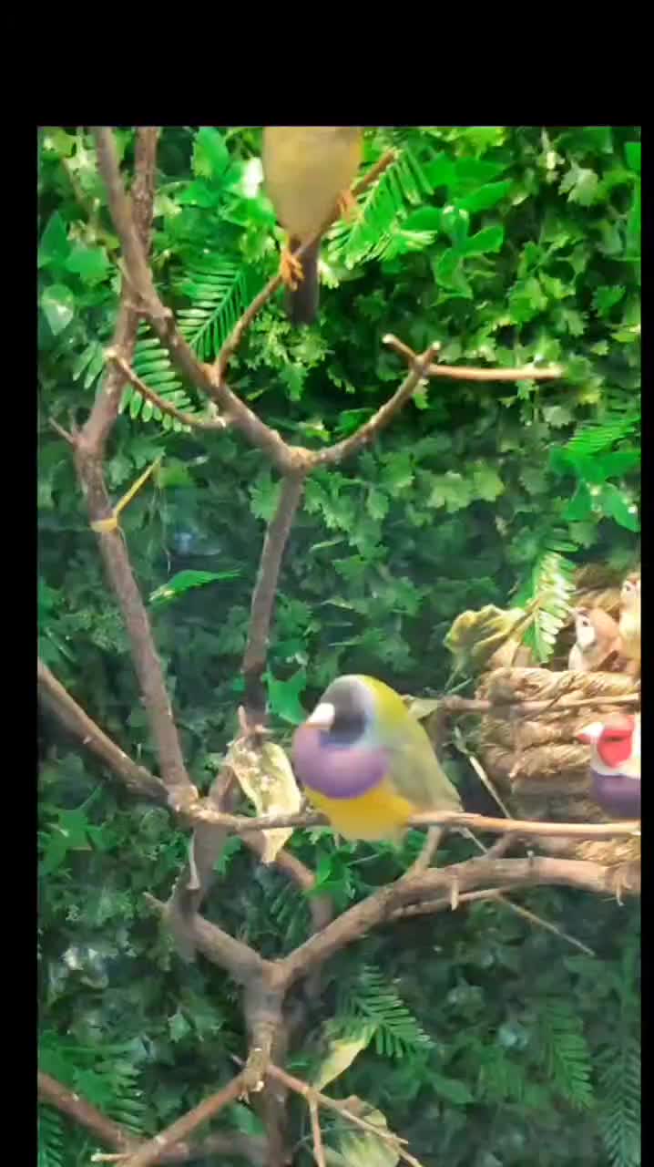 مجموعه ای از فنج های مولد|پرنده|الوند, |دیوار