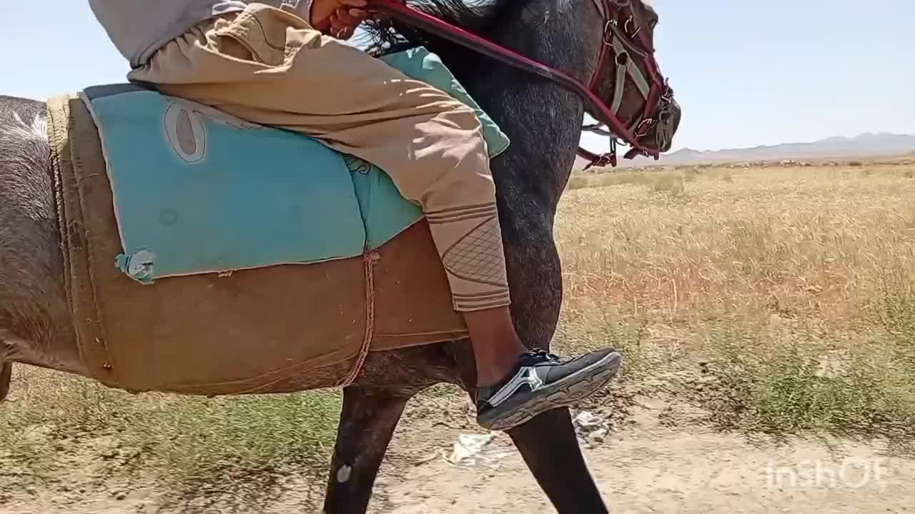 اسب سالم|اسب و تجهیزات اسب‌سواری|تربت جام, جلگه موسی آباد|دیوار