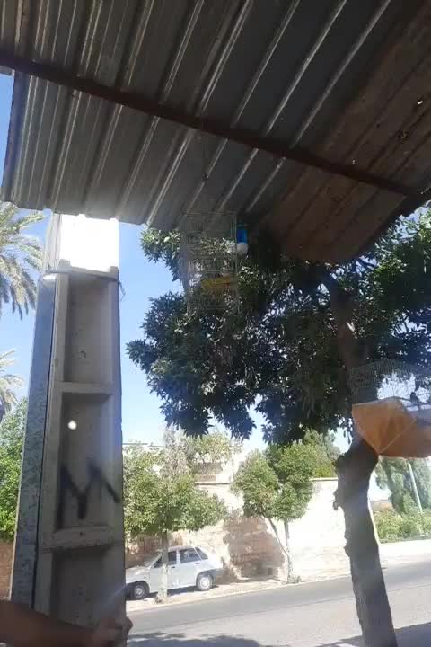 سهره ۴گل|پرنده|فسا, |دیوار
