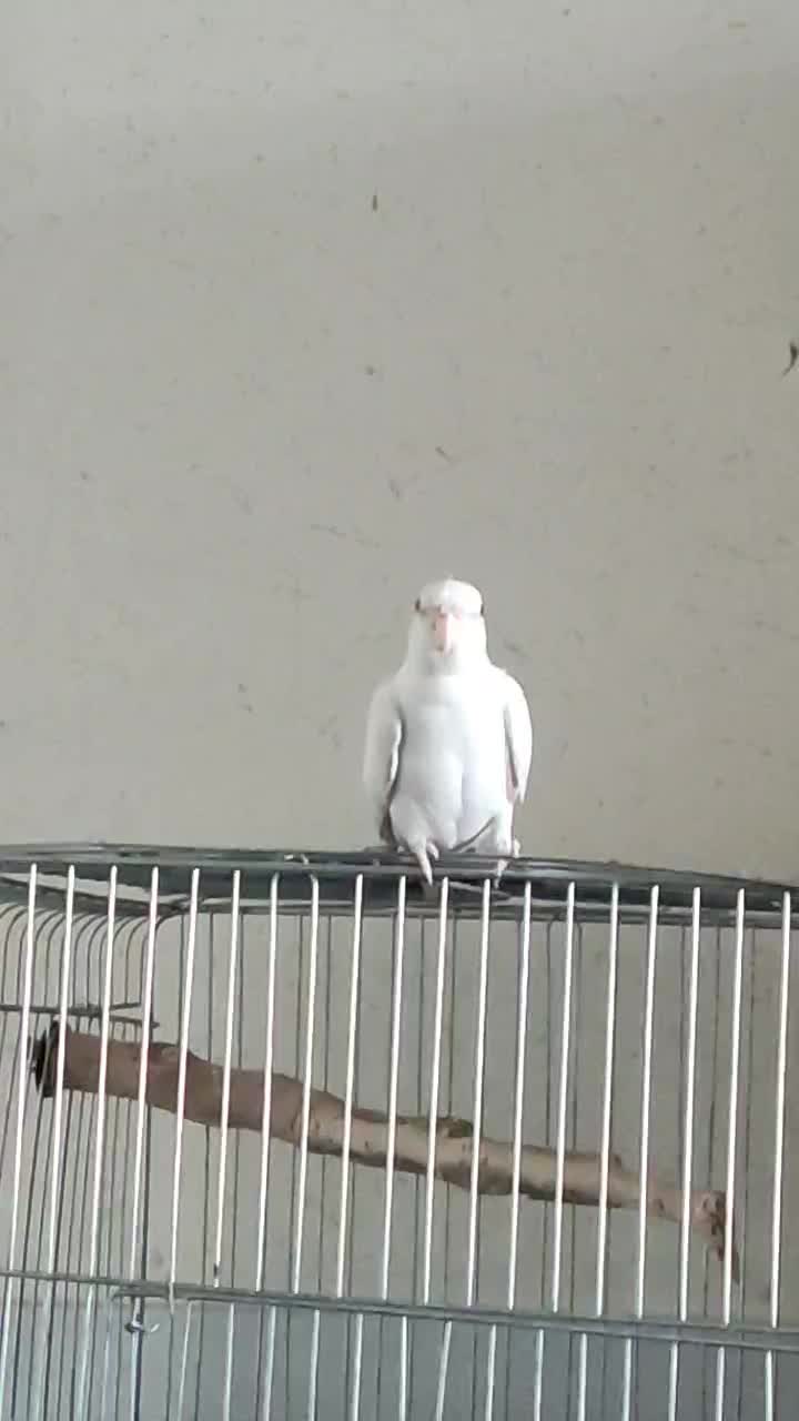 عروس هلندی نر|پرنده|قزوین, |دیوار